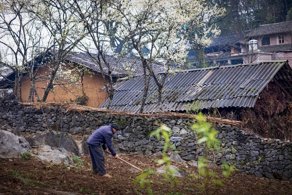 Stone fences, terraced fields on cliffs, and traditional stone houses reflect the harmony between people and nature 